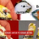 Cara Membedakan Burung Kenari Jantan dan Betina