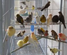 Jenis Burung Kenari