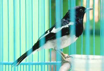 5 Jenis Burung Kacer Populer di Indonesia + Gambar