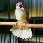 Perawatan Burung Kapas Tembak