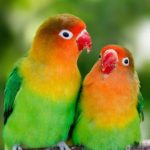 Cara Membedakan Lovebird Jantan dan Betina
