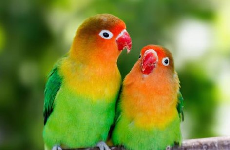 Cara Membedakan Lovebird Jantan dan Betina