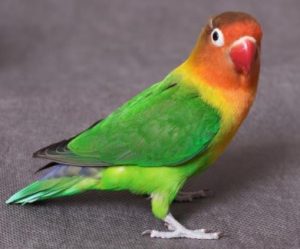 Harga Burung Lovebird Biola
