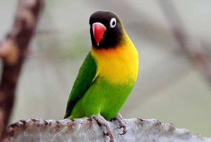 Jenis Lovebird Kacamata Topeng