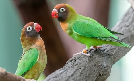 10 Jenis  Burung  Lovebird  Cantik dan Populer di Indonesia