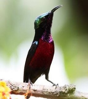 download suara burung kolibri omkicau