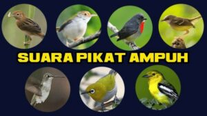 Download Suara Burung Tekukur / Derkuku Manggung Mp3