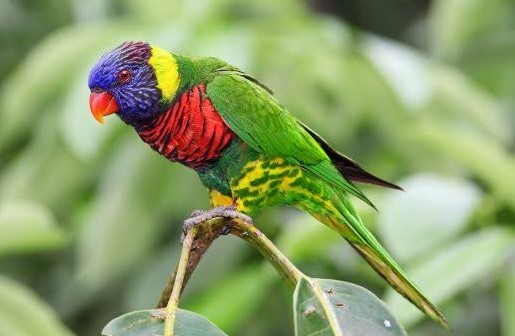 75 Koleksi Gambar Burung Nuri Warna Warni Terbaru