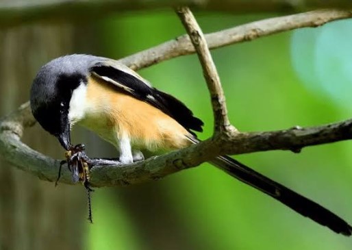 Makanan Menyehatkan Burung Cendet