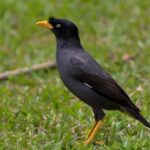 Download Suara Burung Jalak Kebo