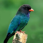 Download Suara Burung Tengkek Buto