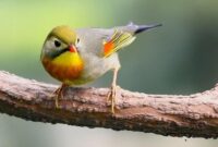 Suara Burung Robin